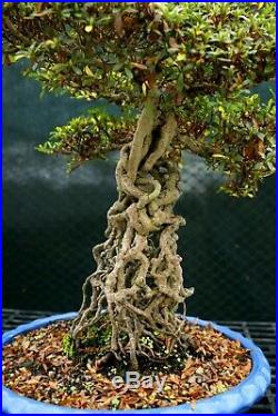 Bonsai Tree Exposed Root Satsuki Azalea Hakuho SAERST-1215A