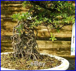 Bonsai Tree Exposed Root Satsuki Azalea Hakuho Specimen SAHST-424A