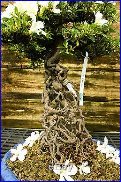 Bonsai Tree Exposed Root Satsuki Azalea Hakuho Specimen SAHST-424B