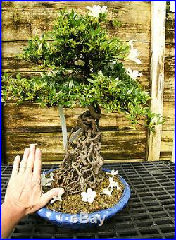Bonsai Tree Exposed Root Satsuki Azalea Hakuho Specimen SAHST-424B