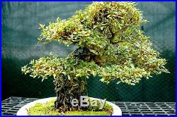 Bonsai Tree Exposed Root Satsuki Azalea Hakuho Specimen SERST-1215B