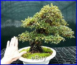 Bonsai Tree Exposed Root Satsuki Azalea Hakuho Specimen SERST-1215B