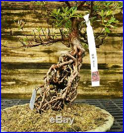Bonsai Tree Exposed Root Satsuki Azalea Kinsai Specimen SAKST-424B