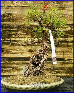 Bonsai Tree Exposed Root Satsuki Azalea Kinsai Specimen SAKST-424B
