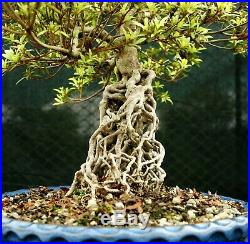 Bonsai Tree Exposed Root Satsuki Azalea Kinsai Specimen SAKST-508D
