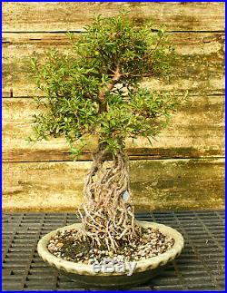 Bonsai Tree Exposed Root Satsuki Azalea Kinsai Specimen SAKST-915C