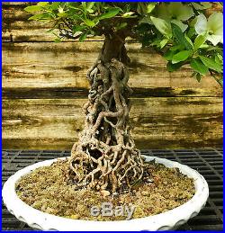Bonsai Tree Exposed Root Satsuki Azalea Ryokka-no-izumi Specimen SARST-424A
