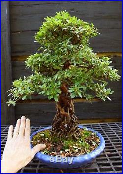 Bonsai Tree Exposed Root Satsuki Azalea Shiraume SASST-830A