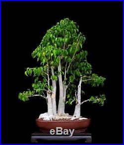 Bonsai Tree Ficus Forest Planting In Japanese Clay Pot