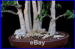 Bonsai Tree Ficus Forest Planting In Japanese Clay Pot
