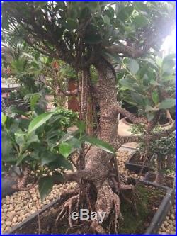 Bonsai Tree Ficus Retusa 23 Years Old