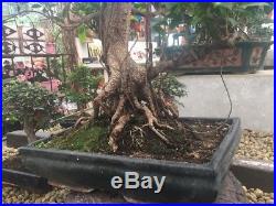 Bonsai Tree Ficus Retusa 23 Years Old
