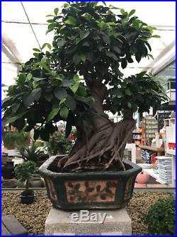 Bonsai Tree Ficus Retusa 37 Years Old With Pot Included Amazing Trunk