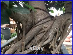 Bonsai Tree Ficus Retusa 37 Years Old With Pot Included Amazing Trunk