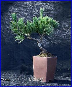 Bonsai Tree Five Needle Japanese White Pine FNP-330