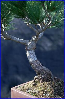 Bonsai Tree Five Needle Japanese White Pine FNP-330
