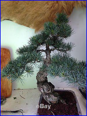 Bonsai Tree Five Needle Japanese White Pine Show Quality massive trunk must have