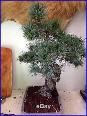 Bonsai Tree Five Needle Japanese White Pine Show Quality massive trunk must have