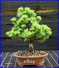 Bonsai Tree Five Needle Pine White Pine FNP-830A