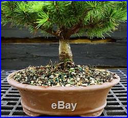 Bonsai Tree Five Needle Pine White Pine FNP-830A