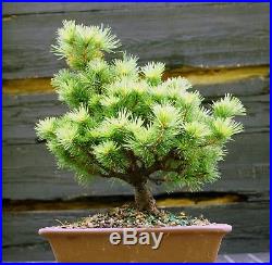 Bonsai Tree Five Needle Pine White Pine FNP-830B