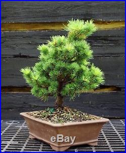 Bonsai Tree Five Needle Pine White Pine FNP-830B