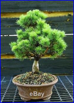 Bonsai Tree Five Needle Pine White Pine FNP-919A