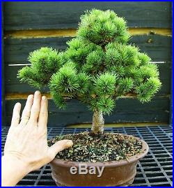 Bonsai Tree Five Needle Pine White Pine FNP-919A