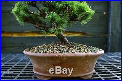 Bonsai Tree Five Needle Pine White Pine FNP-919C