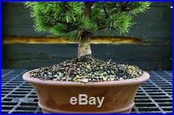 Bonsai Tree Five Needle Pine White Pine FNP-919D