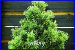 Bonsai Tree Five Needle Pine White Pine FNP-919D