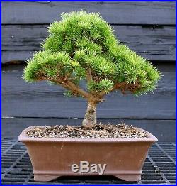 Bonsai Tree Five Needle White Pine Catherine Elizabeth FNP-202A