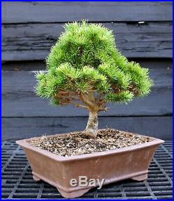 Bonsai Tree Five Needle White Pine Catherine Elizabeth FNP-202A