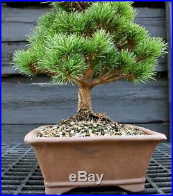 Bonsai Tree Five Needle White Pine Catherine Elizabeth FNP-202B