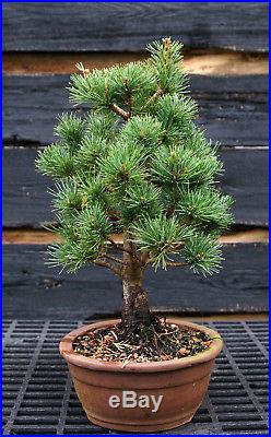 Bonsai Tree Five Needle White Pine WP-1027D