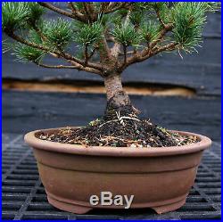 Bonsai Tree Five Needle White Pine WP-1027E