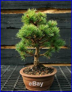 Bonsai Tree Five Needle White Pine WP-1124A
