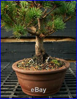 Bonsai Tree Five Needle White Pine WP-1124B