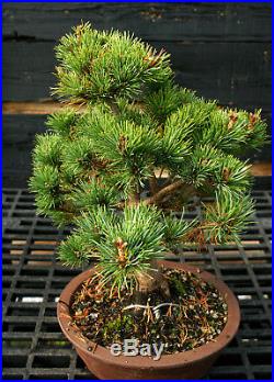 Bonsai Tree Five Needle White Pine WP-1124B