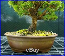 Bonsai Tree Five Needle White Pine WP-118A