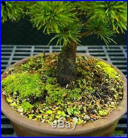 Bonsai Tree Five Needle White Pine WP-118A