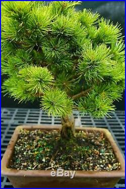 Bonsai Tree Five Needle White Pine WP-118C