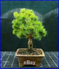 Bonsai Tree Five Needle White Pine WP-118C