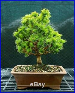 Bonsai Tree Five Needle White Pine WP-118E