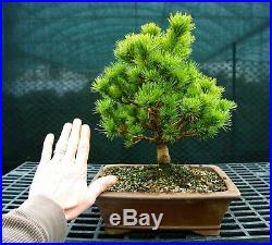 Bonsai Tree Five Needle White Pine WP-118E