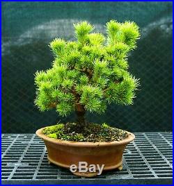 Bonsai Tree Five Needle White Pine WP-118F