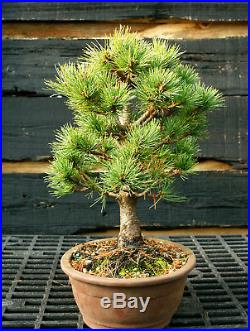Bonsai Tree Five Needle White Pine WP-1215E