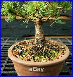 Bonsai Tree Five Needle White Pine WP-1215E