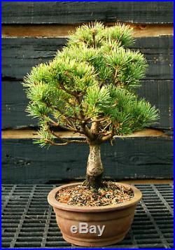 Bonsai Tree Five Needle White Pine WP-1215F