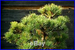 Bonsai Tree Five Needle White Pine WP-1215F